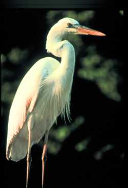 White herons are North America’s largest wading bird and, according to the U.S. Fish and Wildlife Service, are found only in the Florida Keys and on the South Florida mainland.